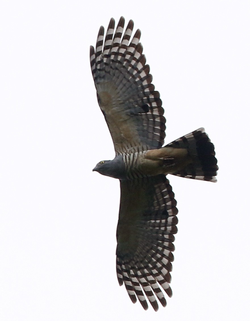 Pacific Baza - ML498787051