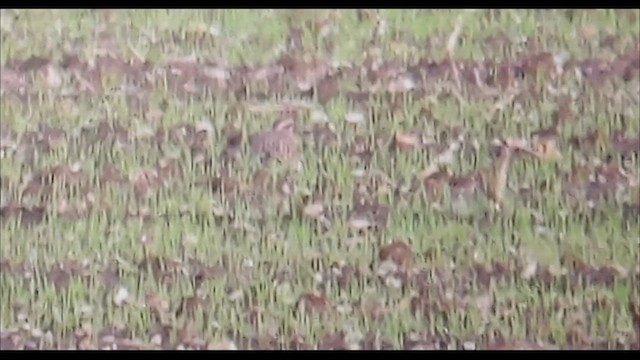 Eurasian Dotterel - ML498787751