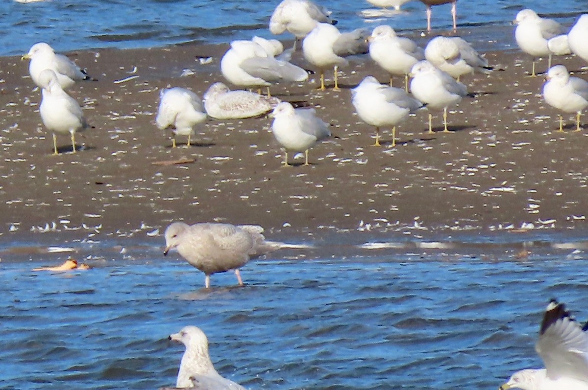 Iceland Gull (kumlieni) - ML498788281