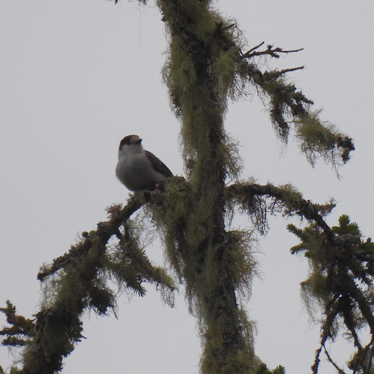 Canada Jay - ML498789231