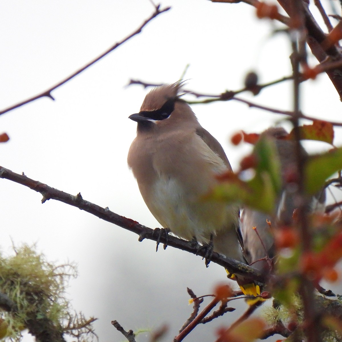 Cedar Waxwing - ML498789511