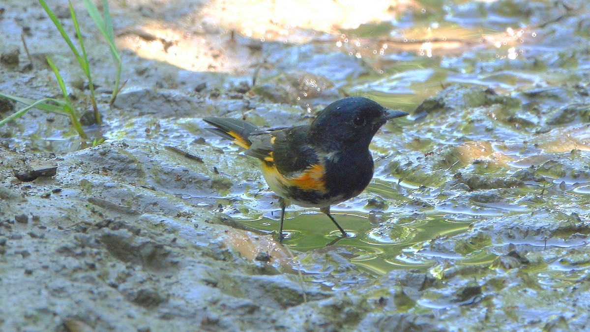 American Redstart - ML498792381