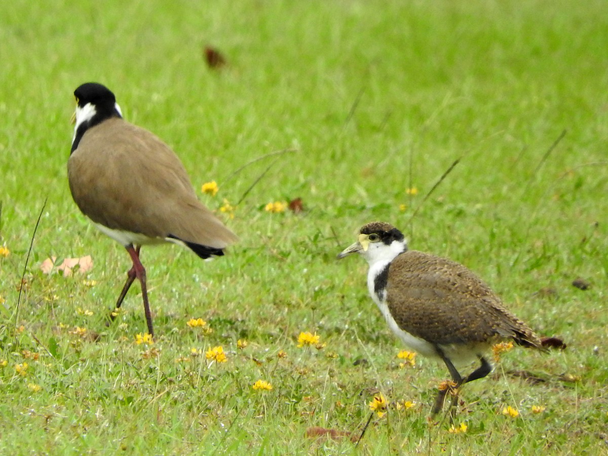 Masked Lapwing - ML498794311