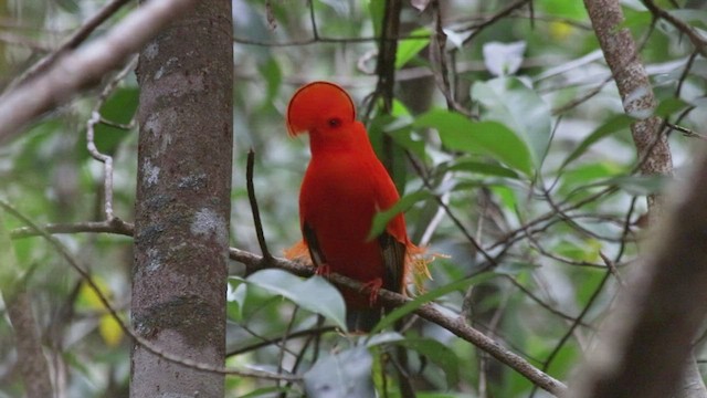 Guianan Cock-of-the-rock - ML498794631