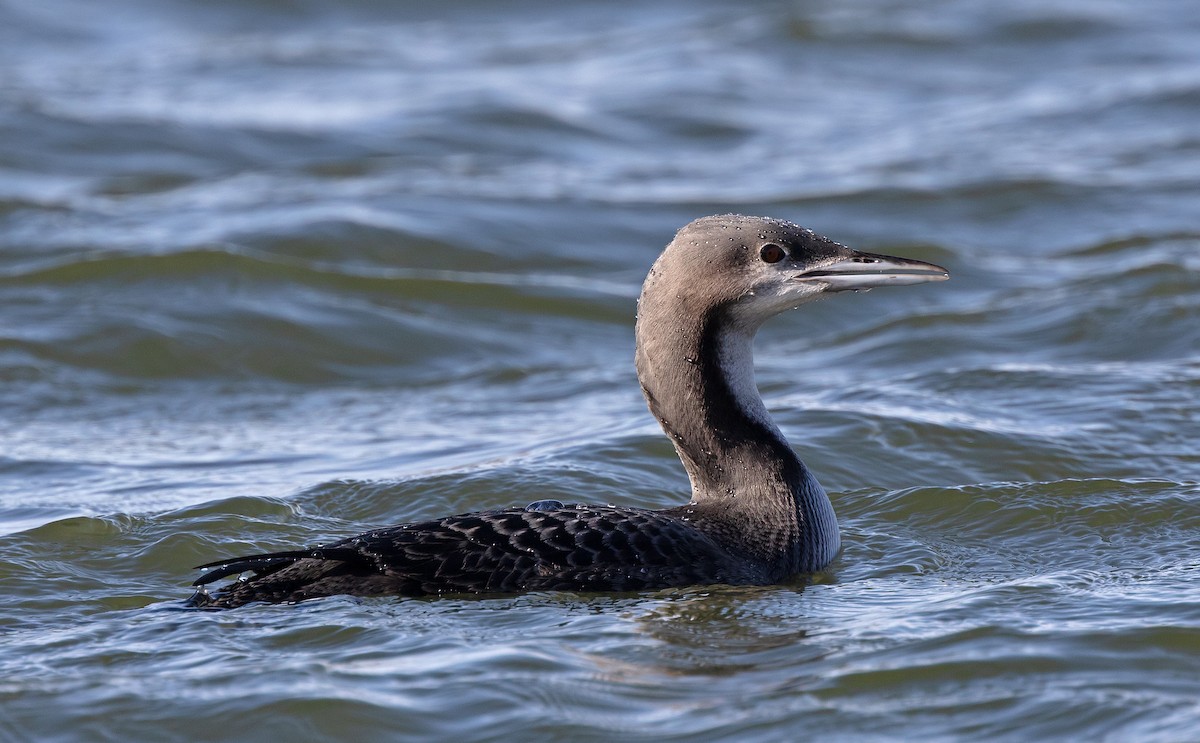 Pacific Loon - ML498794811