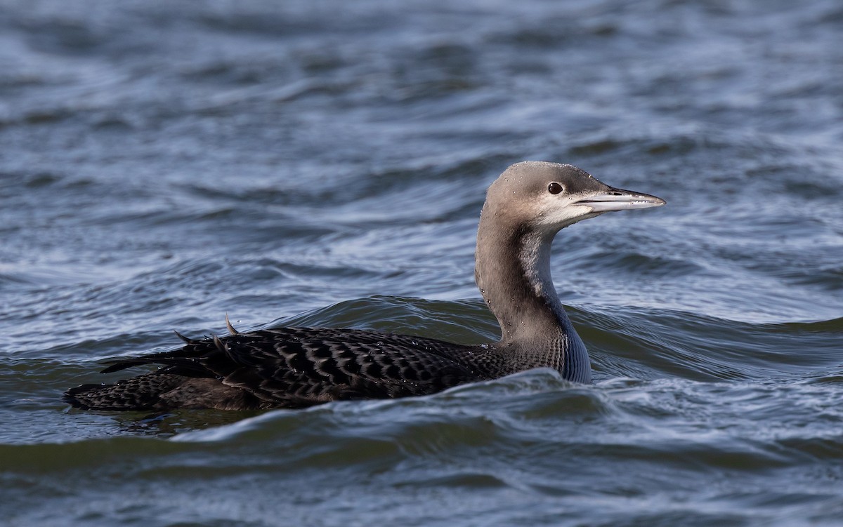 Pacific Loon - ML498794821