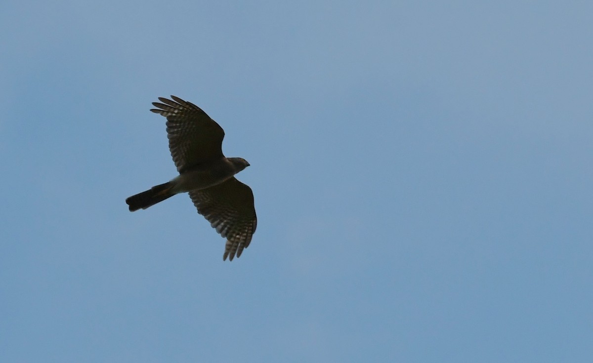 Collared Sparrowhawk - Terence Alexander