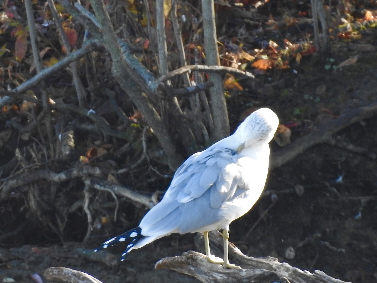 Ring-billed Gull - ML498795251