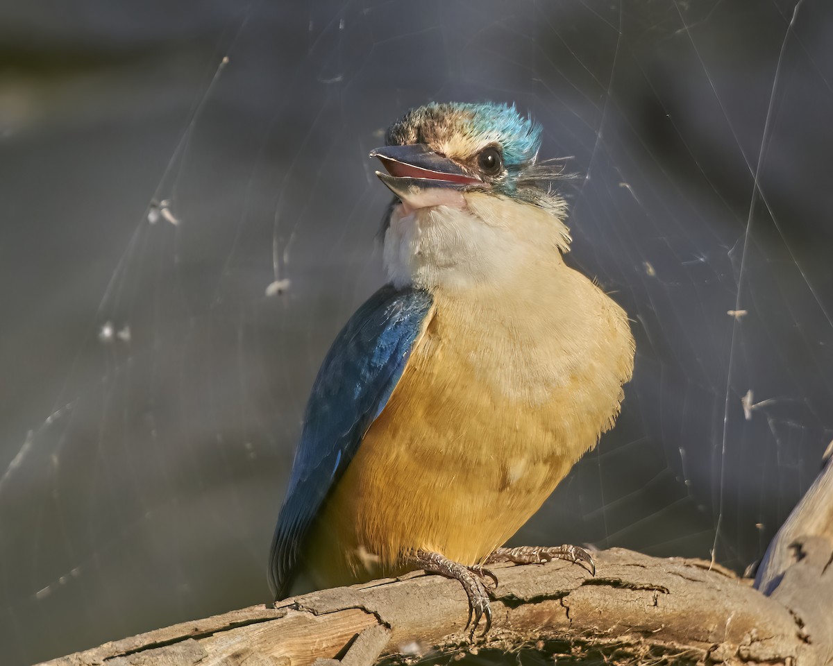 Sacred Kingfisher (Australasian) - Bill O’Brien