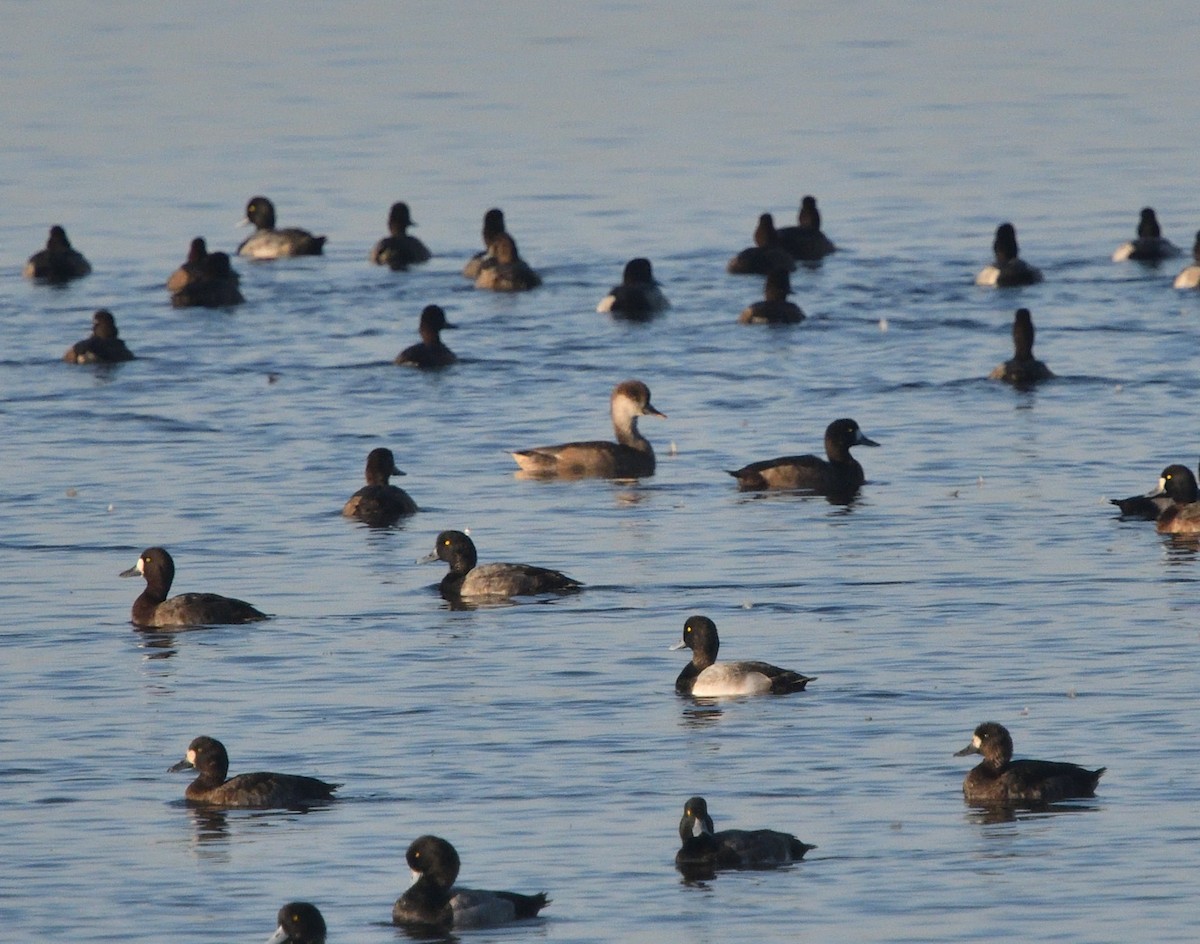 Red-crested Pochard - ML498796451