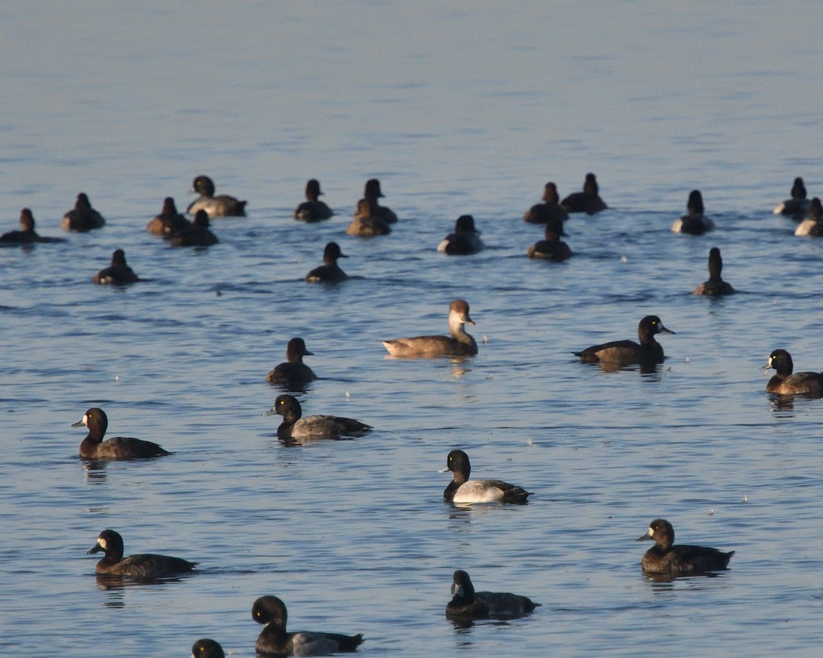 Red-crested Pochard - ML498796461