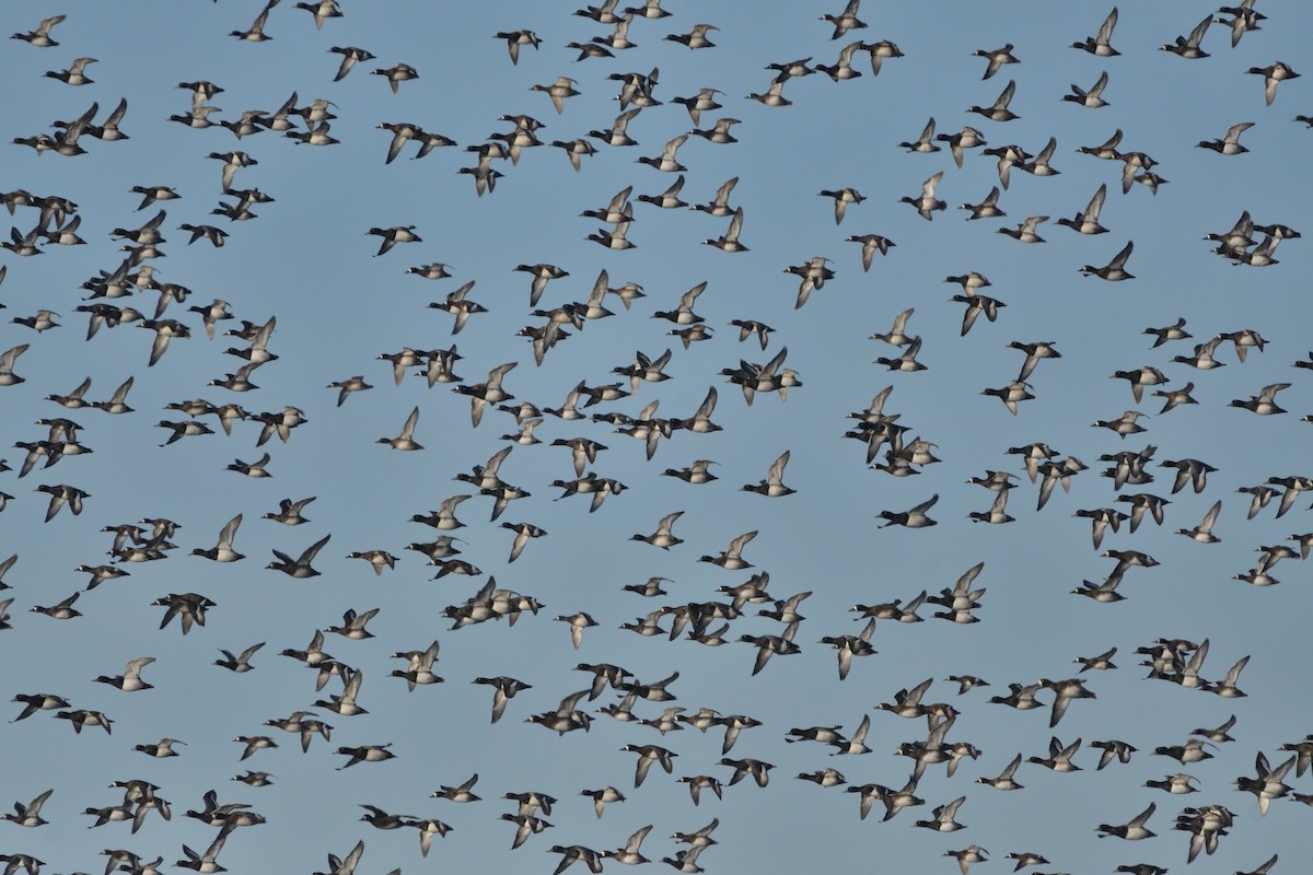 Greater/Lesser Scaup - ML498796701