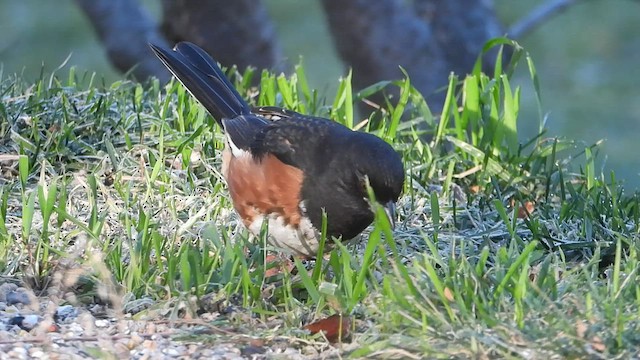 ワキアカトウヒチョウ - ML498797651