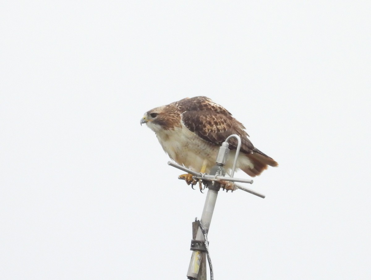 Red-tailed Hawk - ML498798551