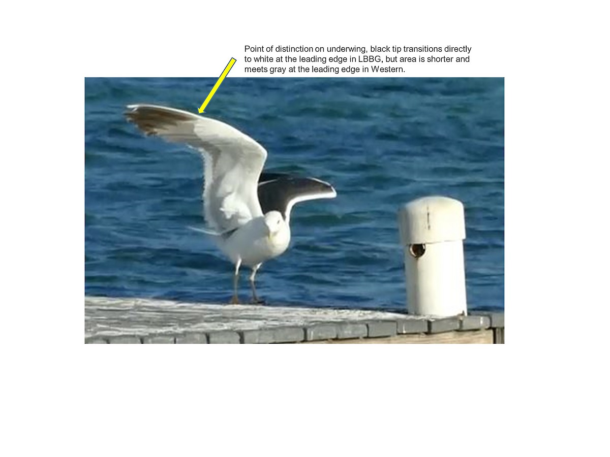 Lesser Black-backed Gull - ML498801371