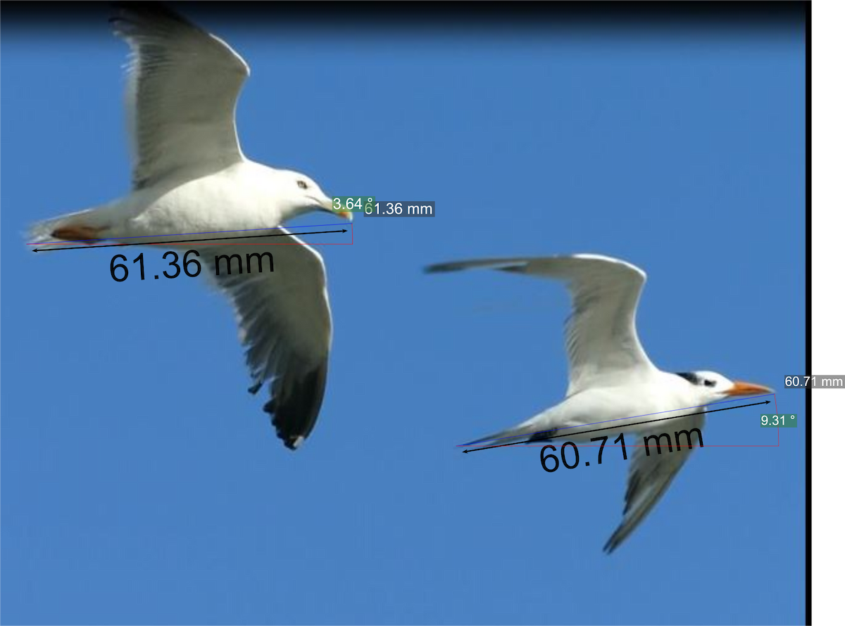 Lesser Black-backed Gull - ML498801381