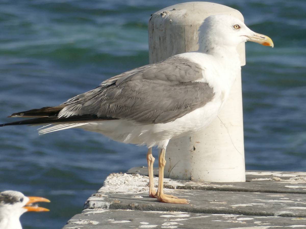 Lesser Black-backed Gull - ML498801391