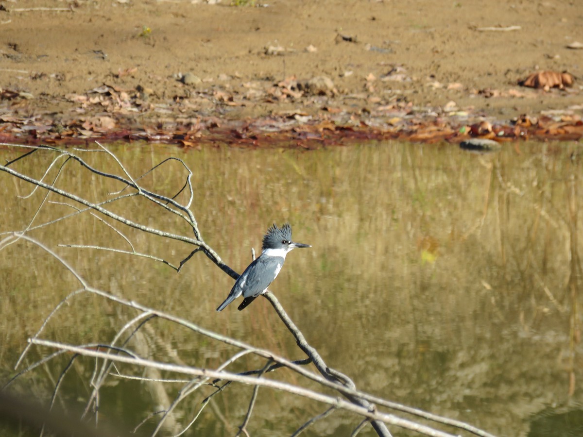 Belted Kingfisher - Charlotte Friend