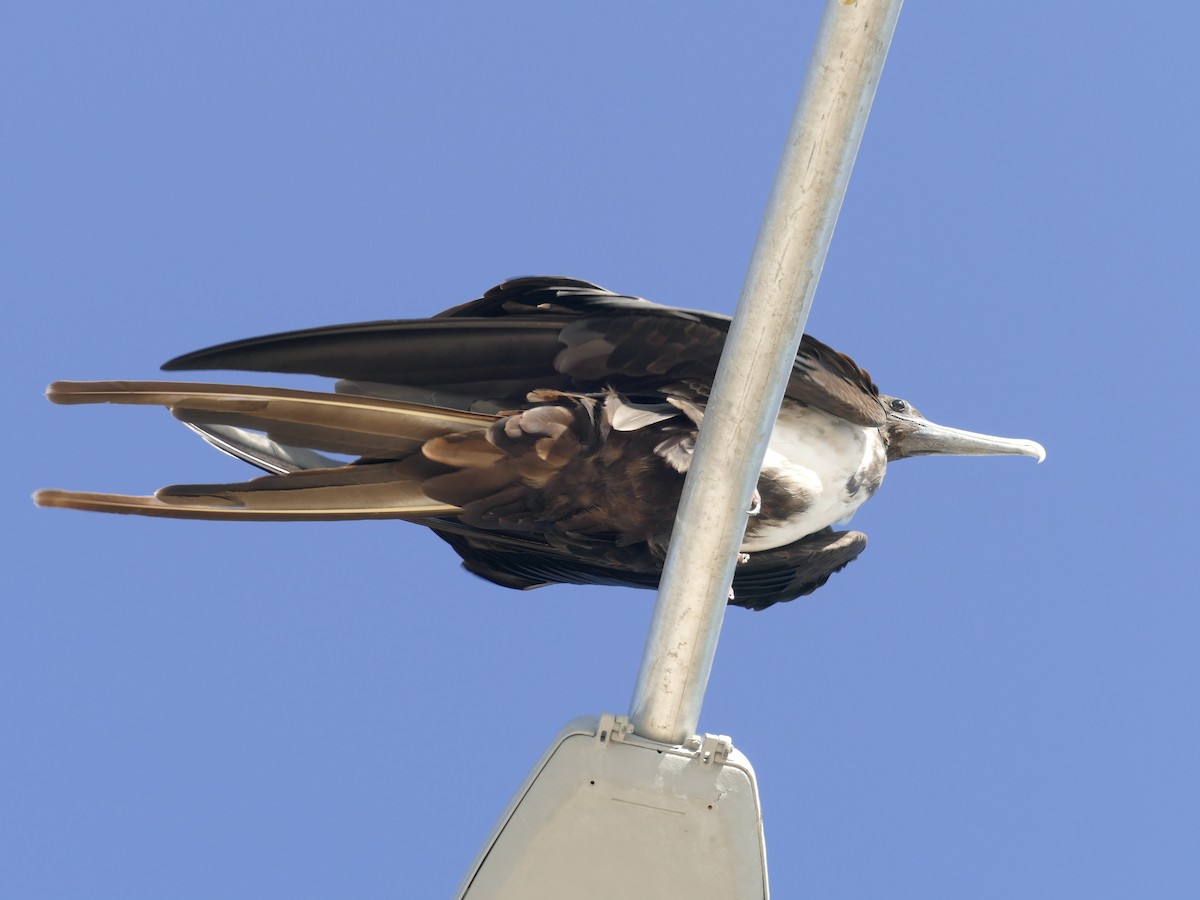 Magnificent Frigatebird - ML498801661