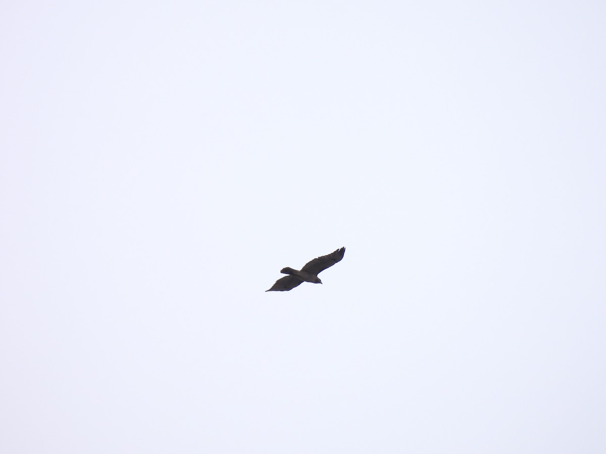 Red-tailed Hawk - ML498801731