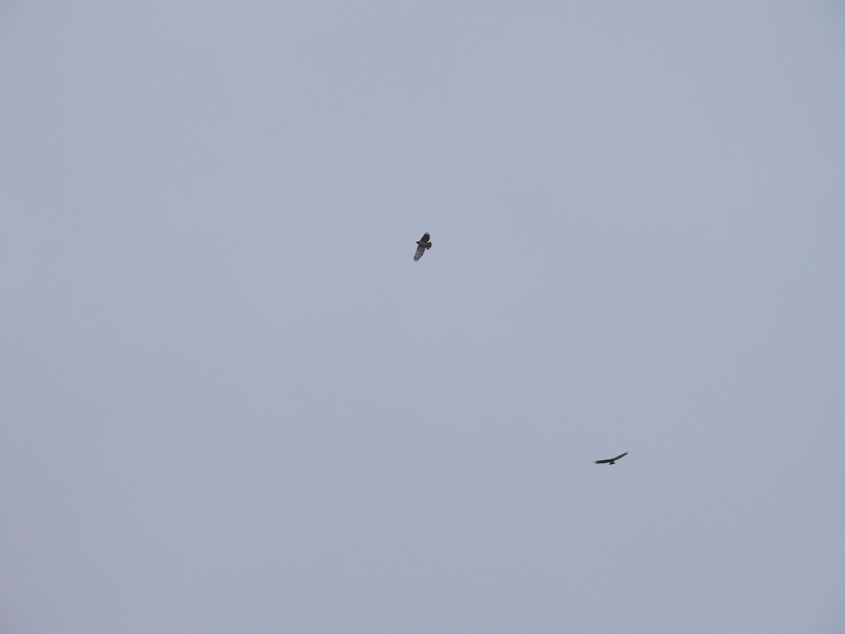 Red-tailed Hawk - ML498801741