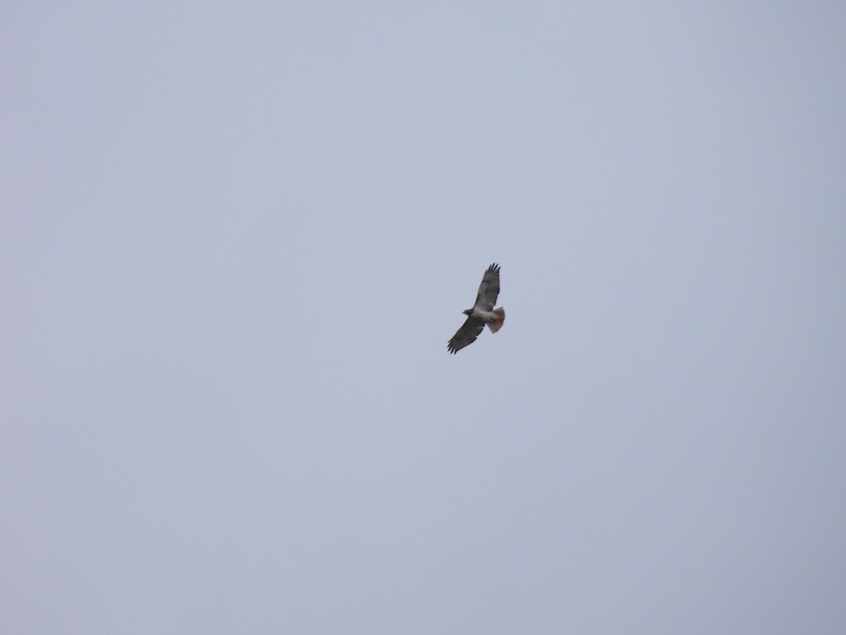 Red-tailed Hawk - ML498801751