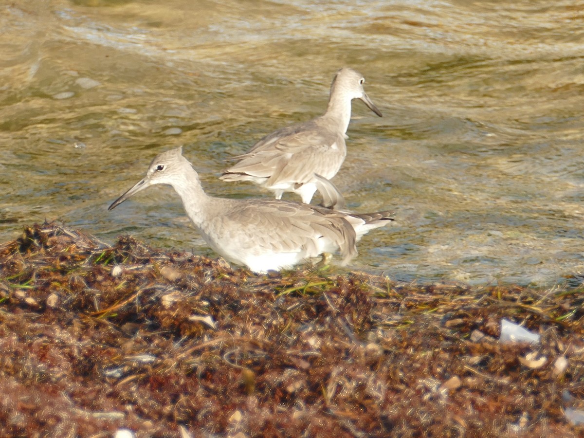 Willet - ML498801991