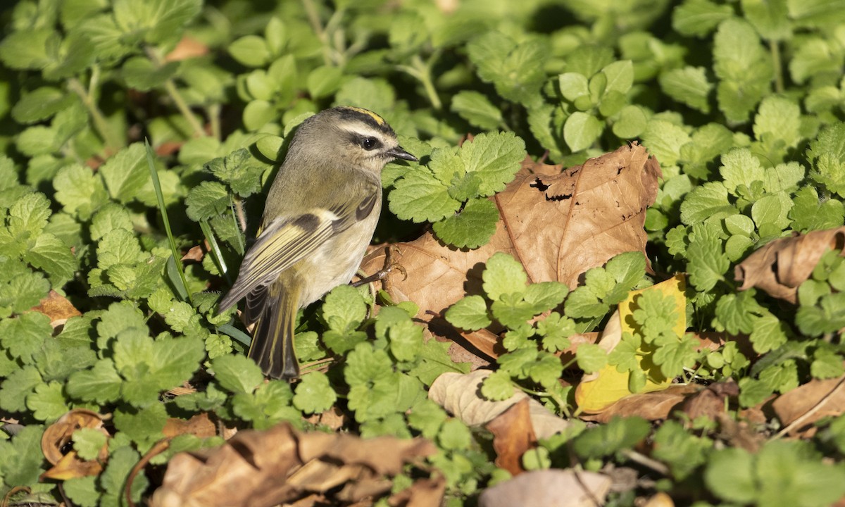 Golden-crowned Kinglet - ML498802031