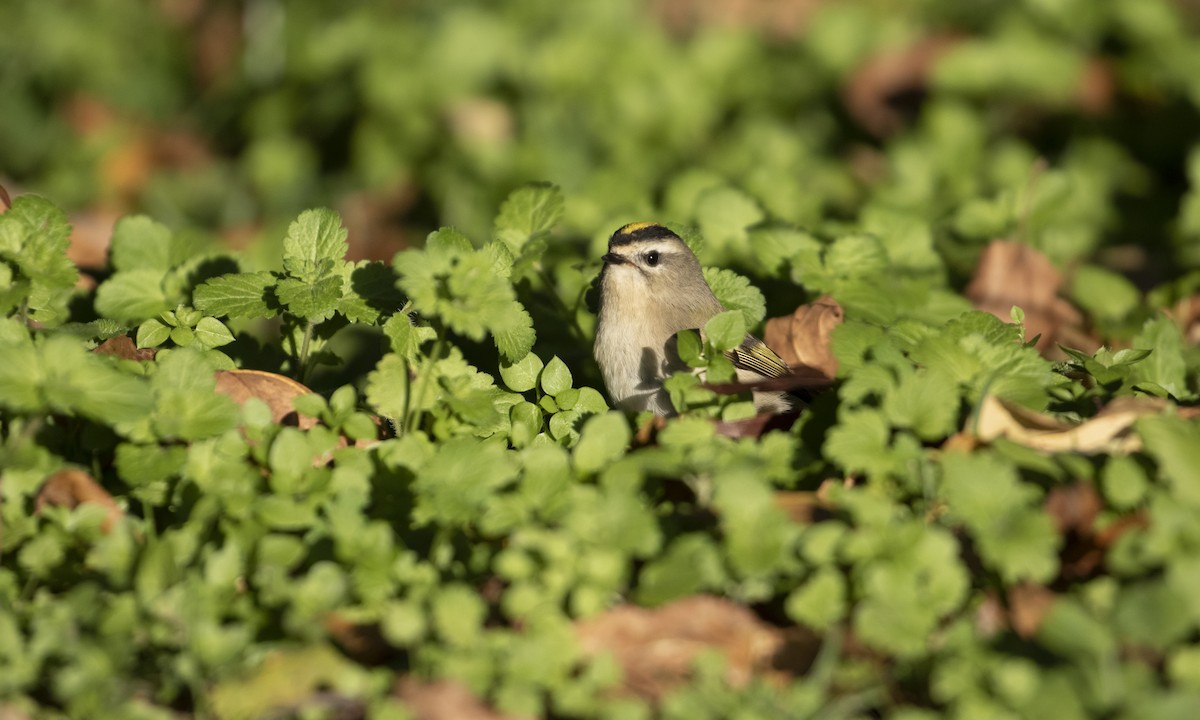 Golden-crowned Kinglet - ML498802041