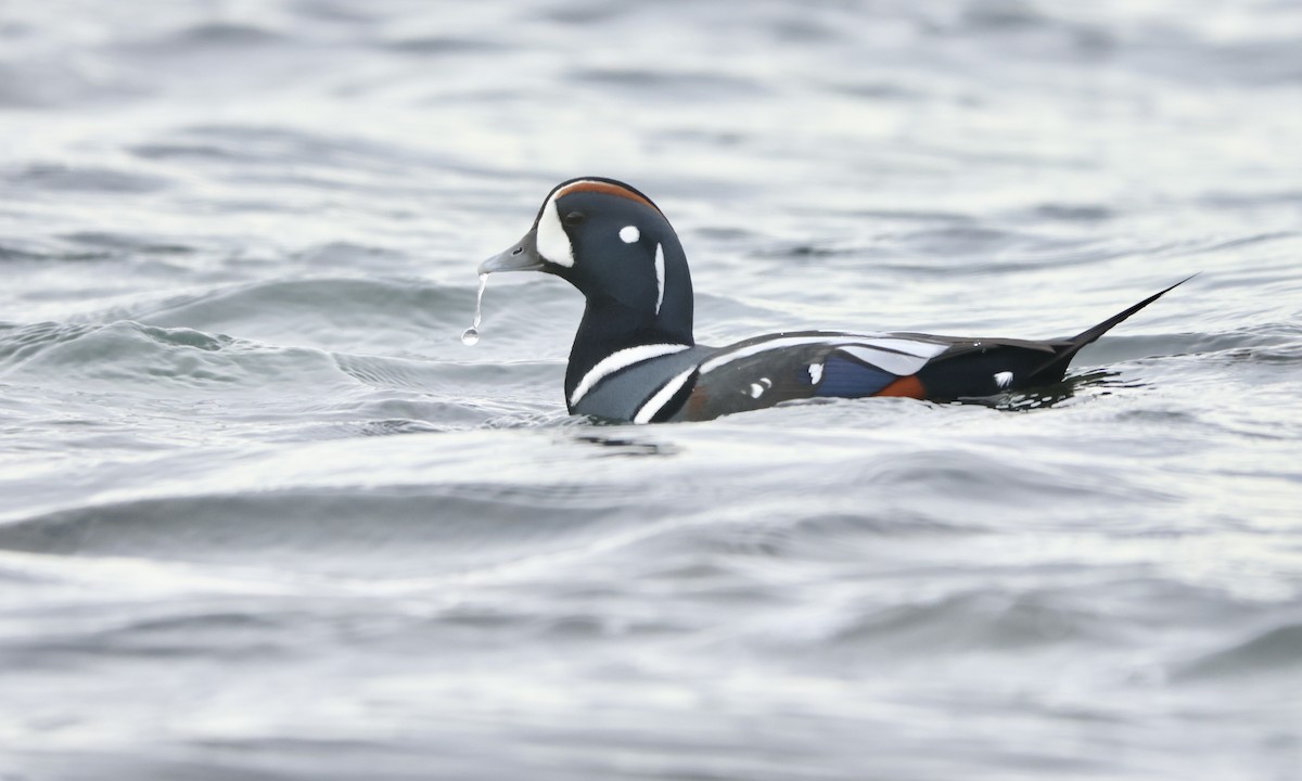 Harlequin Duck - Evan Larson