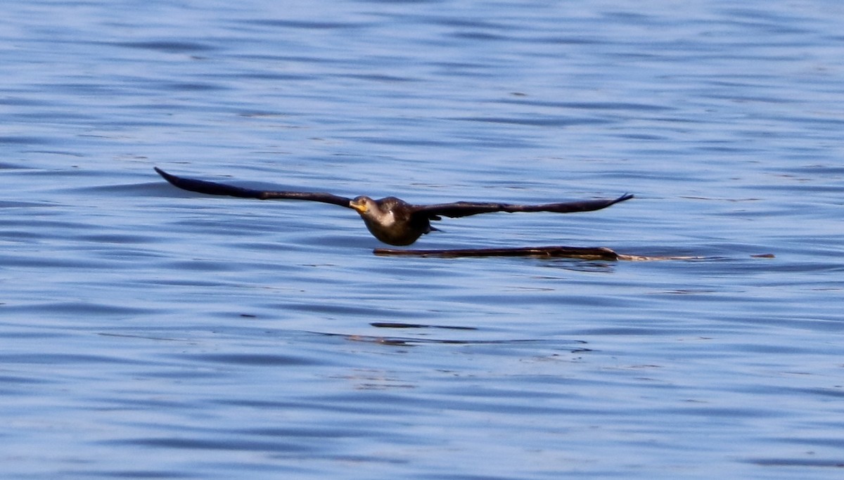 Double-crested Cormorant - Carla Morris