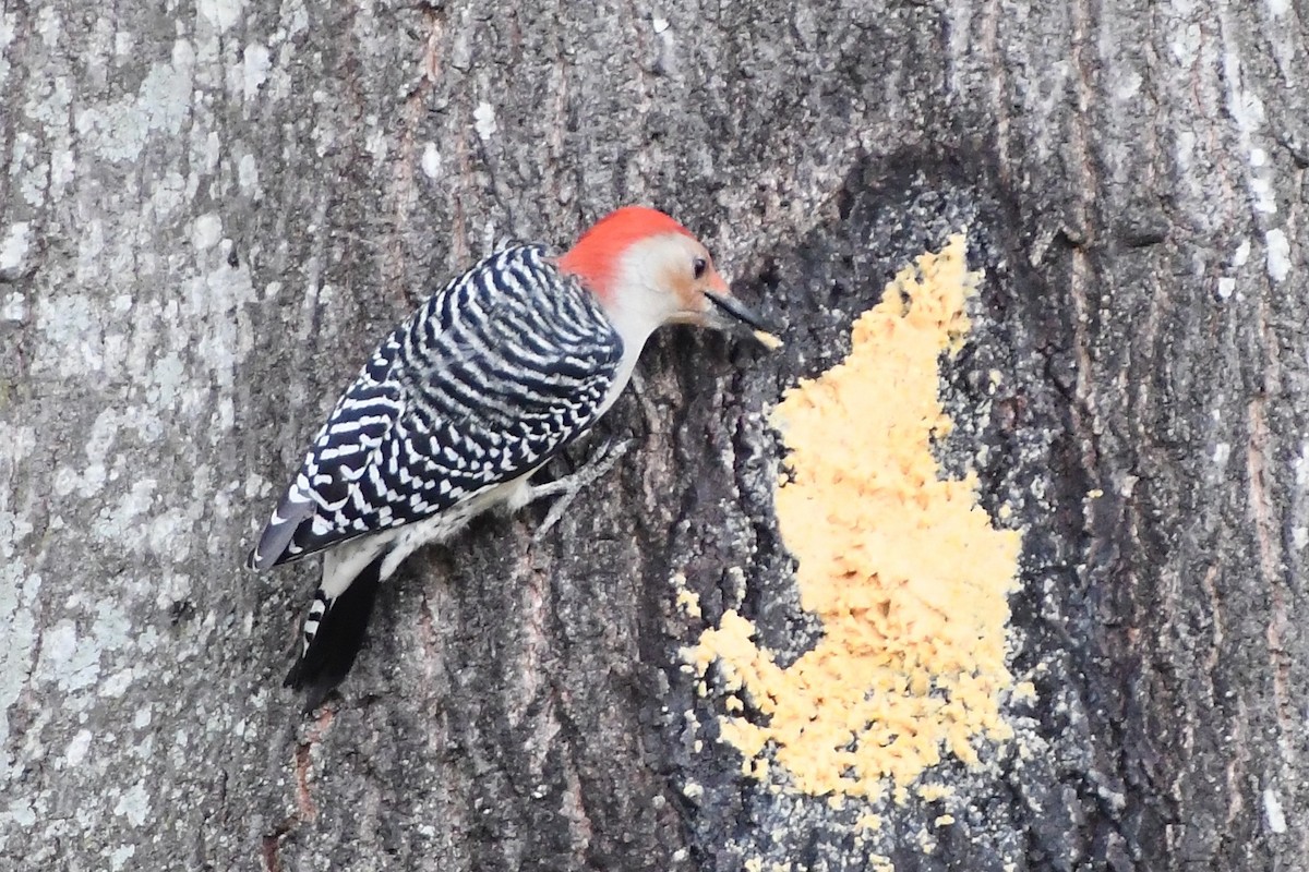 eBird Checklist - 29 Oct 2022 - My Backyard - 22 species