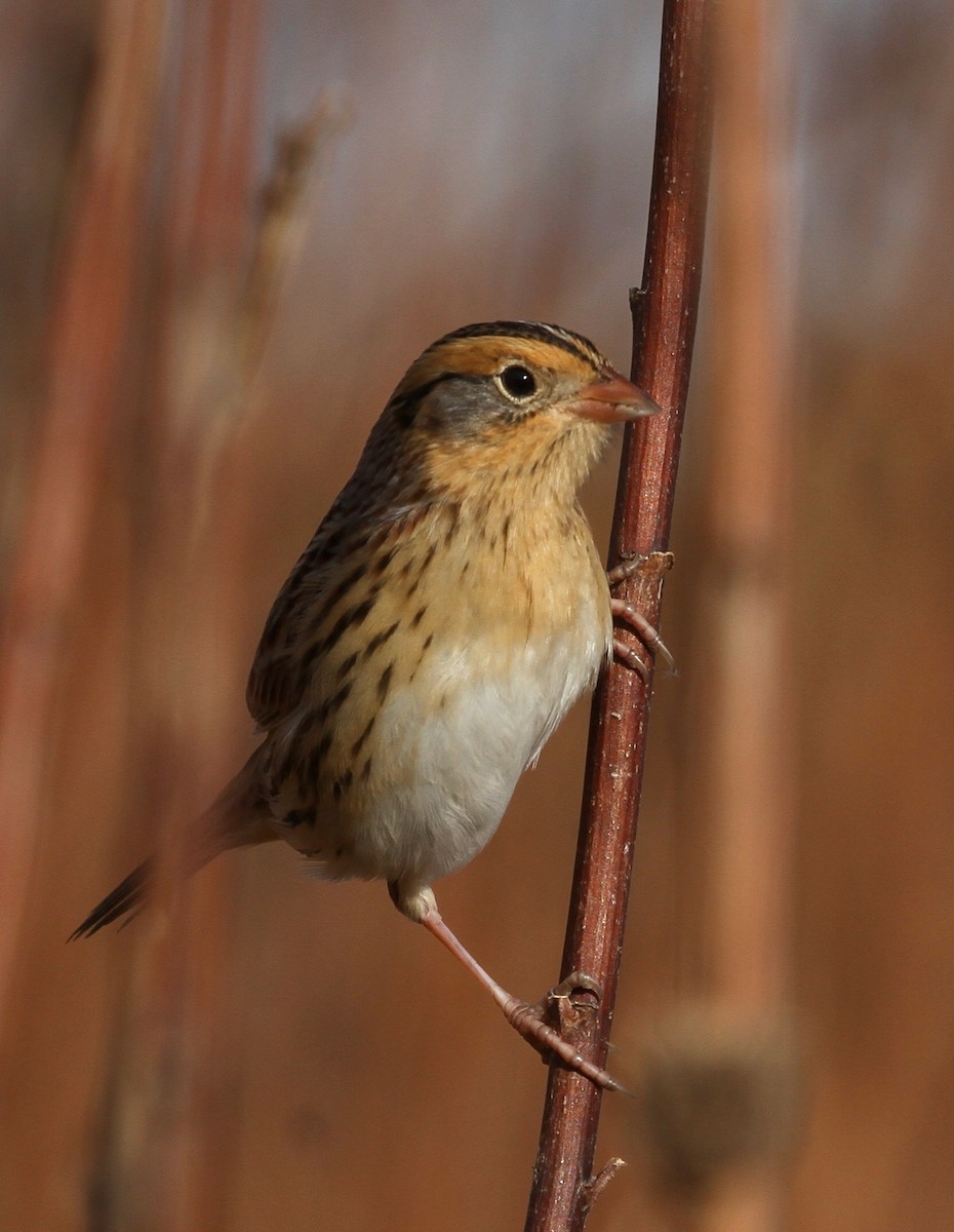 LeConte's Sparrow - John Carlini