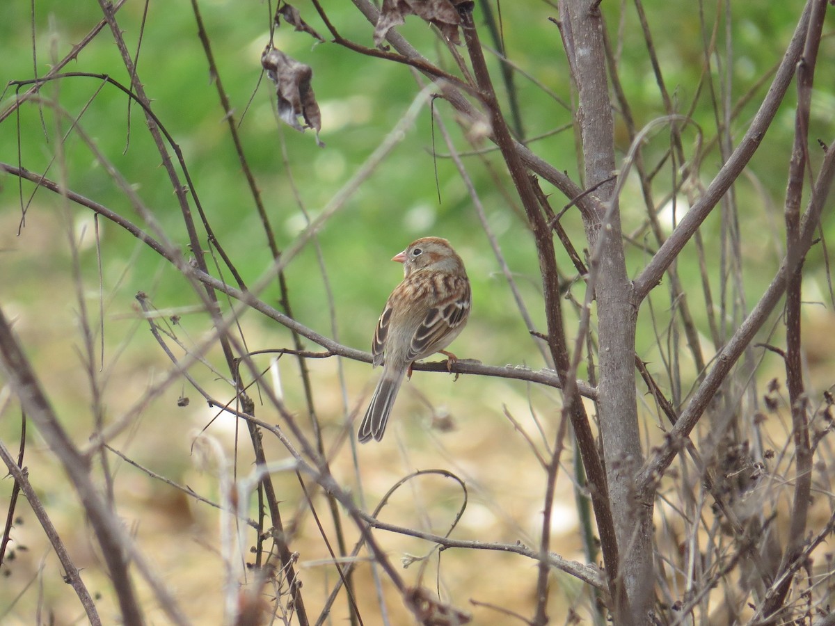 Field Sparrow - ML49880671