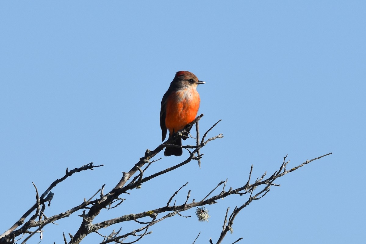 Vermilion Flycatcher - ML498806711