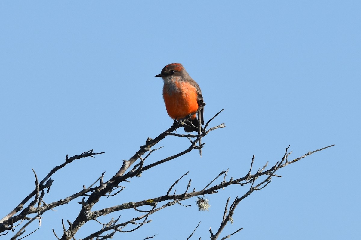 Vermilion Flycatcher - ML498806721