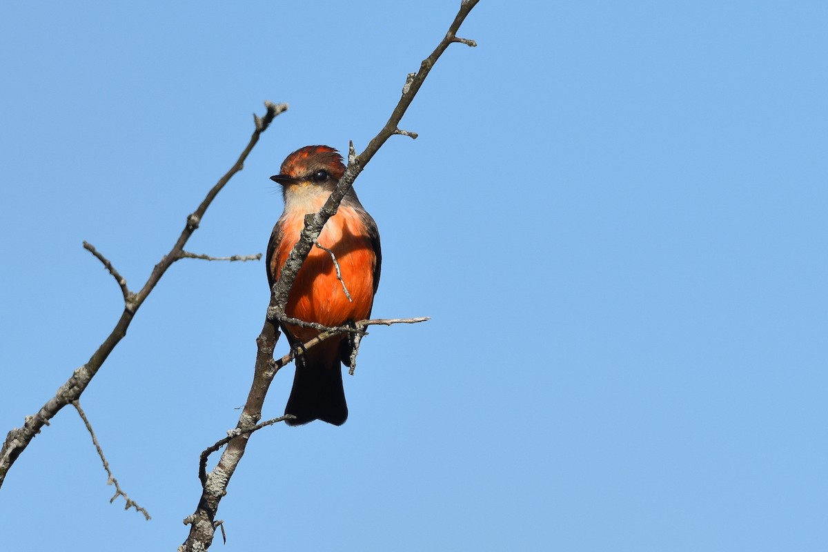 Vermilion Flycatcher - ML498806731