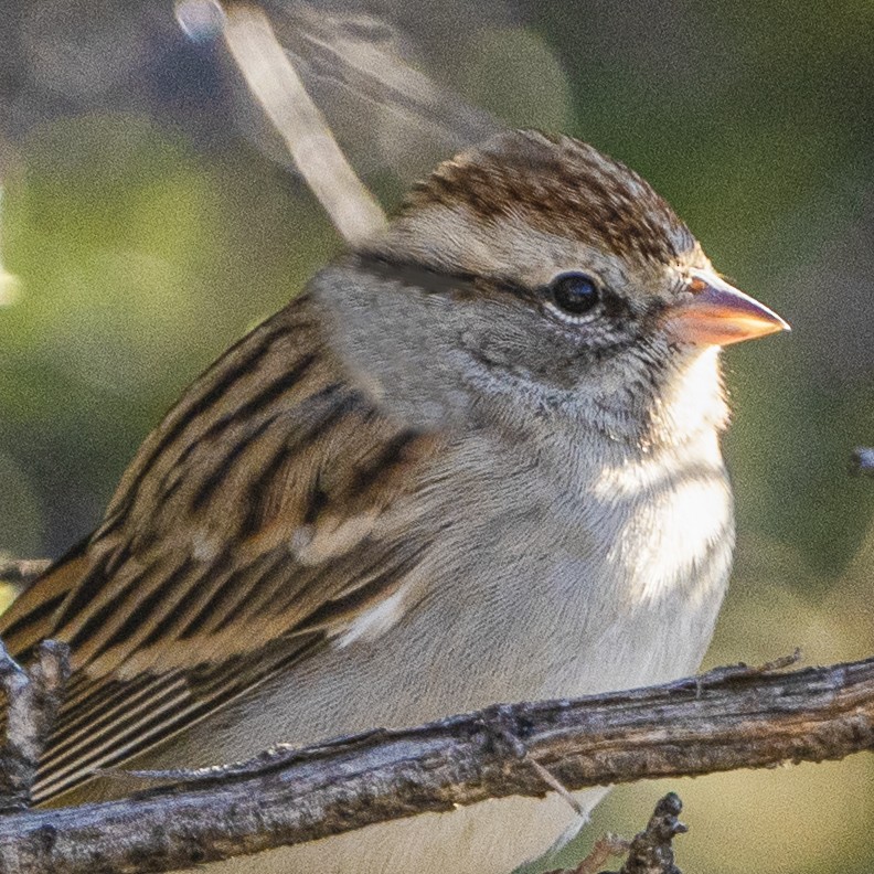 Chipping Sparrow - ML498807921