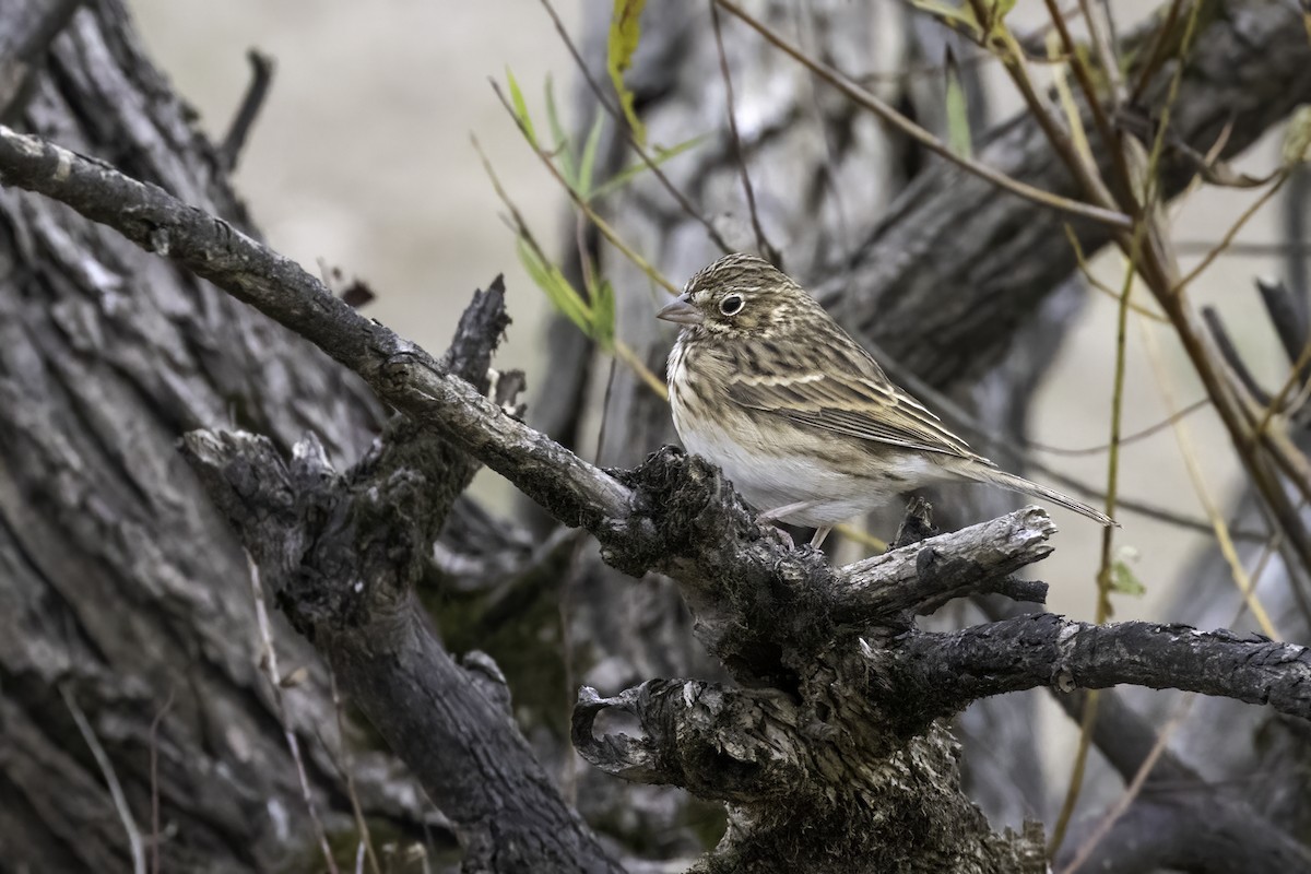 Vesper Sparrow - ML498807971