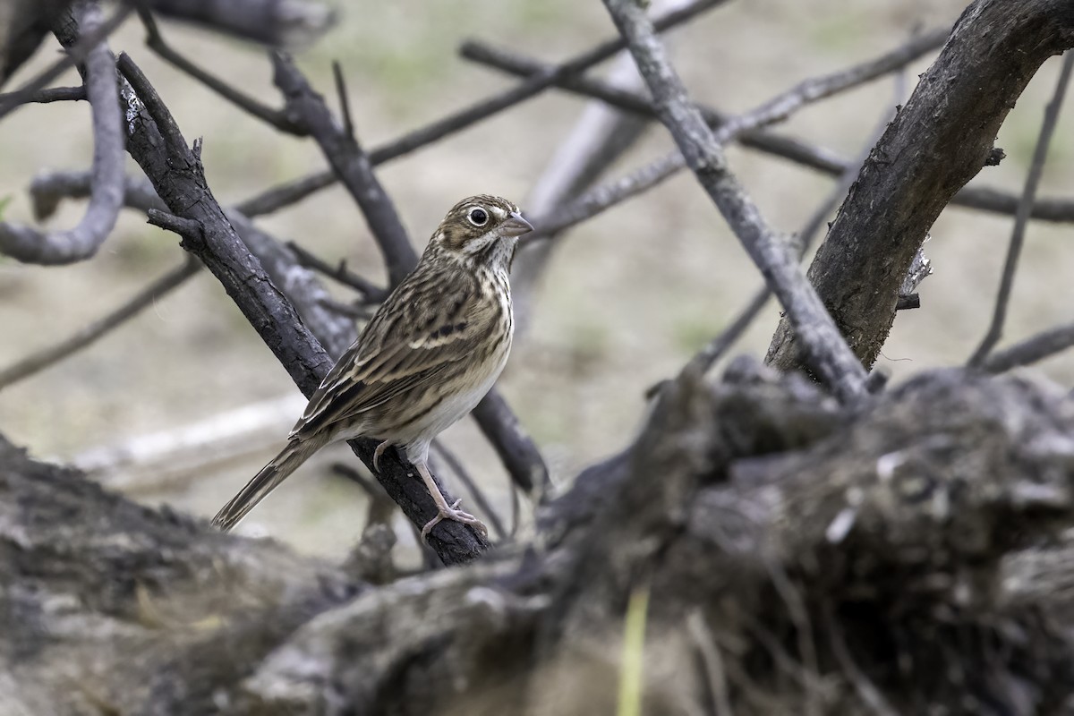 Vesper Sparrow - ML498807981