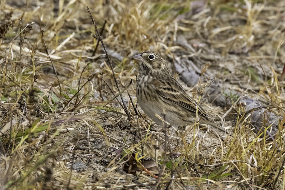 Vesper Sparrow - ML498807991