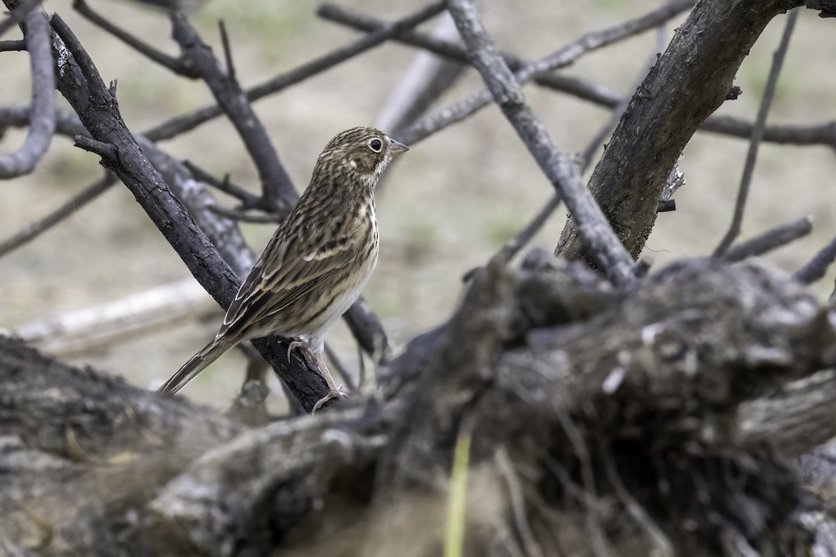 Vesper Sparrow - ML498808001