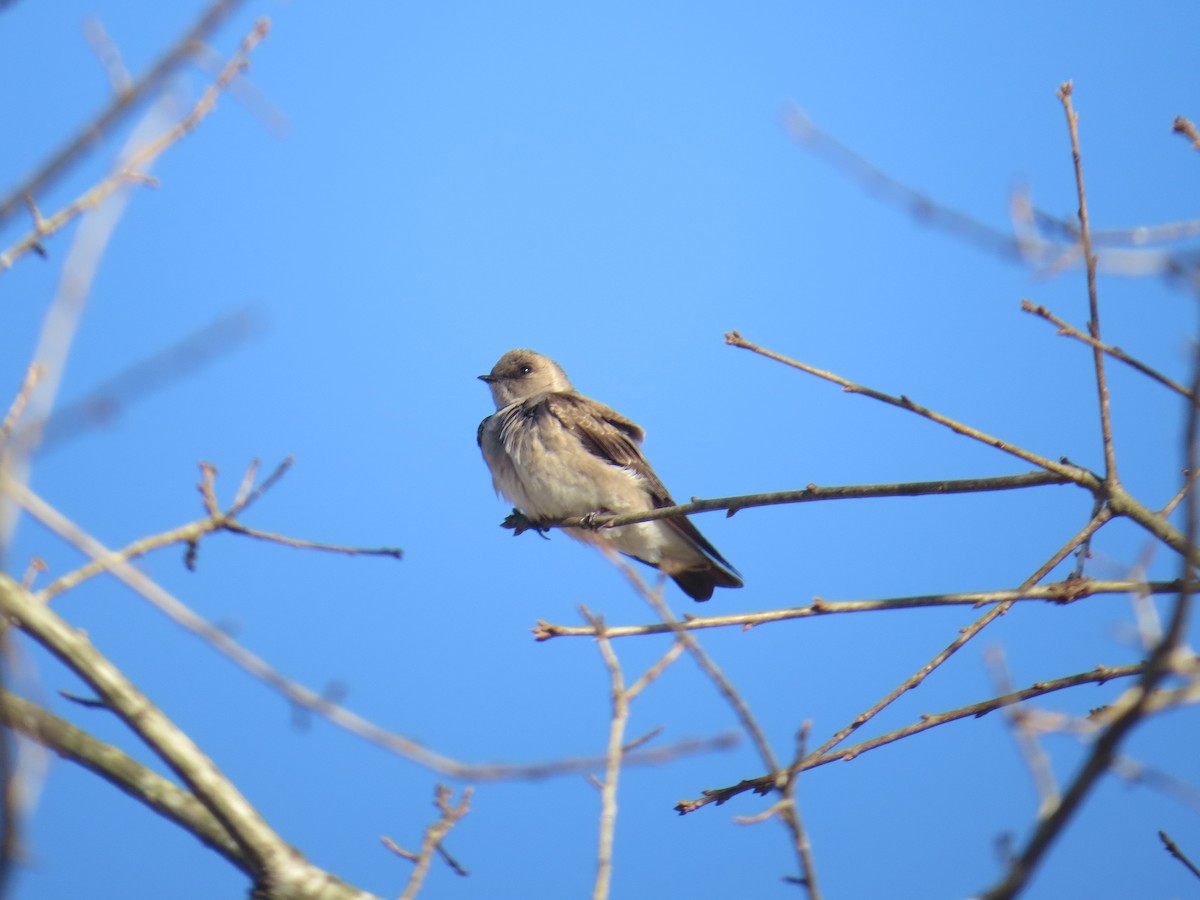 Northern Rough-winged Swallow - Mark Kosiewski