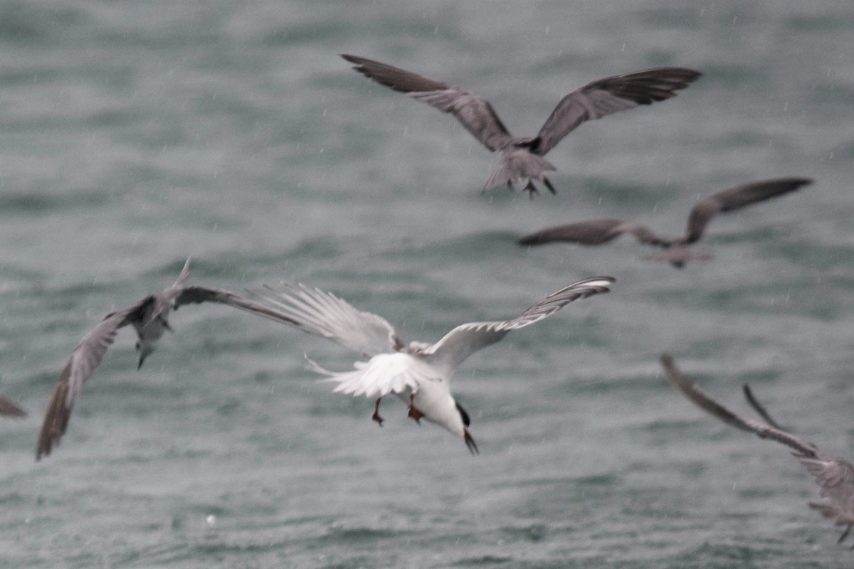 Common Tern - ML498810171