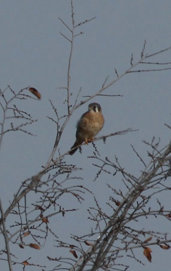 American Kestrel - John Carlini