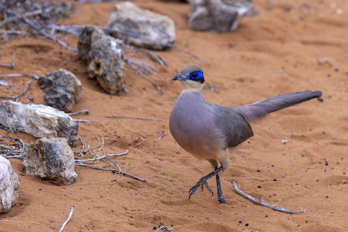 Red-capped Coua (Green-capped) - Bradley Hacker 🦜