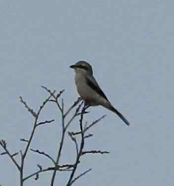 Northern Shrike - ML498811071