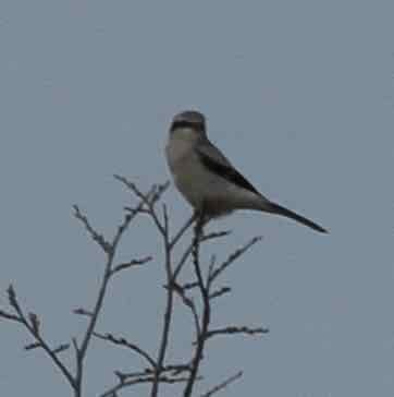 Northern Shrike - ML498811141