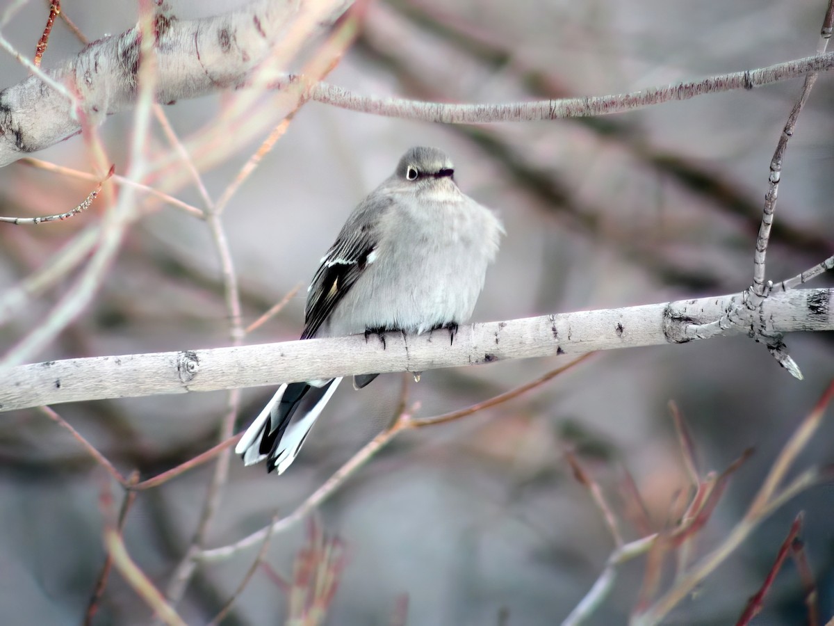 Townsend's Solitaire - ML498812151