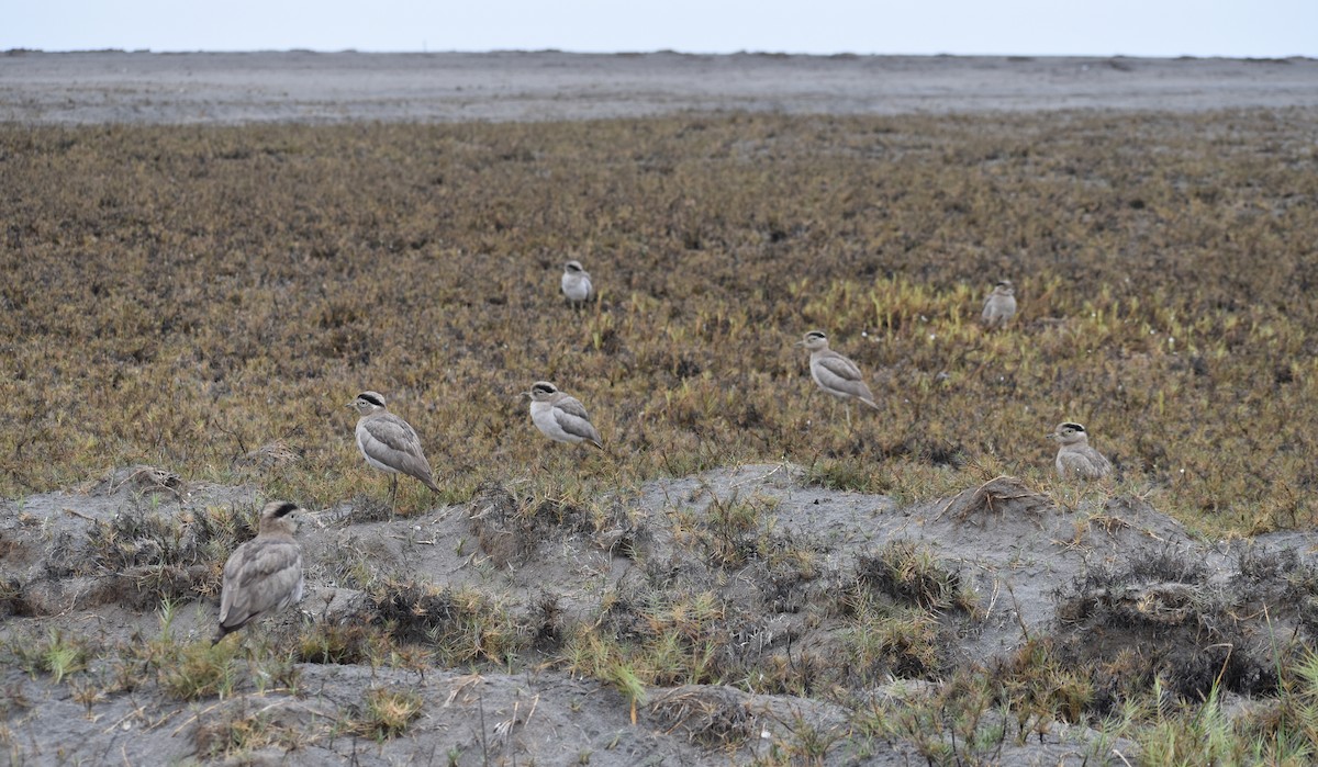 Peruvian Thick-knee - ML498812931